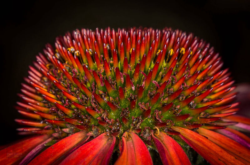 Makrofotografie einer Echinazea-Blüte